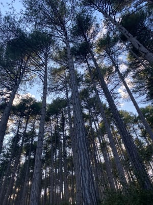 Forêt de l'Usclade - Sandrine - 2