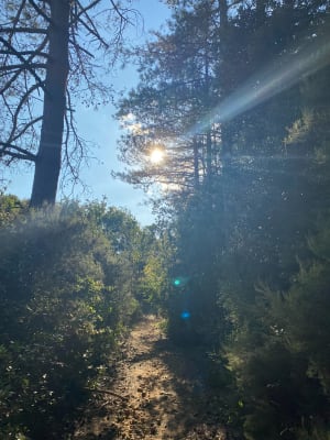 Forêt de l'Usclade - Sandrine - 5