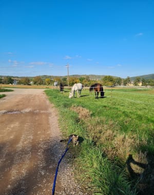 Autour de la colline Wurmberg, par Habermatt - Elodie - 6