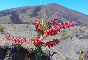 Le cratére Dolomieu de la fournaise - LUC - 11