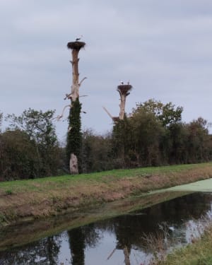 La balade des cigognes Saint-Fromond - Grégory - 2