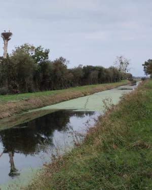 La balade des cigognes Saint-Fromond - Grégory - 3