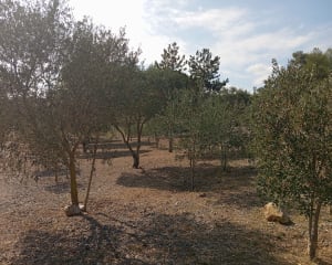 Depuis Notre Dame des Oubiels - Portel-des-Corbières - 6