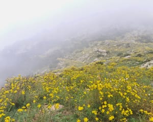Puig de Santa Cristau depuis Montesquieu-des-Albères - Emy - 5