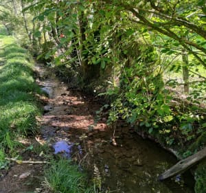 Saint-Mard-de-Vaux et Bois des Igaux - Sylvie - 2