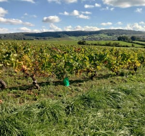 Saint-Mard-de-Vaux et Bois des Igaux - Sylvie - 4