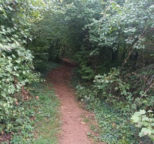 Balade en foret depuis La Salle - Decathlon - 3
