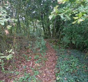Balade en foret depuis La Salle - Decathlon - 4