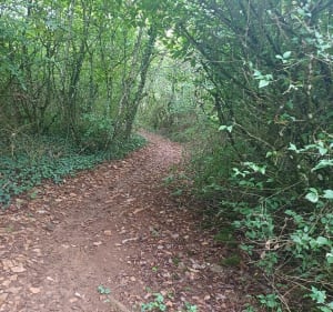 Balade en foret depuis La Salle - Decathlon - 5