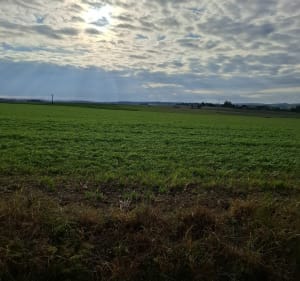 La bataille de la Somme Carency - Sylvie - 3