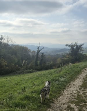 Balade dans les bois de Quintal et cueillette de châtaignes - Jean Charles - 6