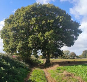 Petite balade tranquille à Bosc-le-Hard - Stéphane - 2