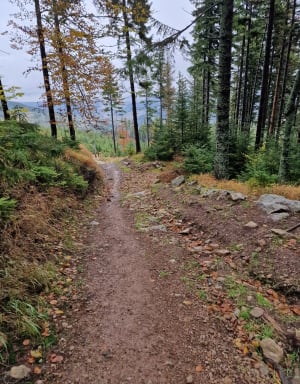 Śnieżnik z Kamienicy - Dawid - 6