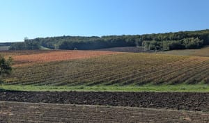 Randonnée dans les vignes et les châteaux de Broze - pascal - 6