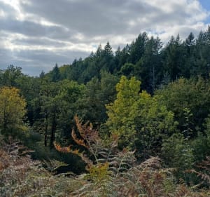Verneuil-sur-Vienne, par Bagoulas - chantal - 3