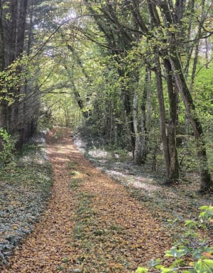 Belle balade en forêt depuis Verlin - CARINE - 5