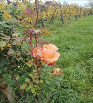 Balade à Wettolsheim - Aurélie - 9