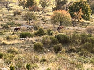 Coursegoules en charmante uitjes in de Alpes-Maritimes - Maxence - 5
