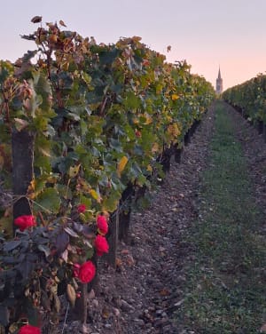Échappée dans les vignobles de Pomerol - Marie - 6