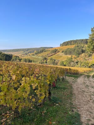 Au travers des vignobles de Pernand Vergelesses - Emilie - 8