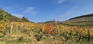 Rando à Pernand-Vergelesses sur le sentier des cabottes - Martine - 10