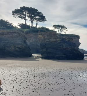 Uitgang tussen Gohaud strand en bos - JACKY - 5
