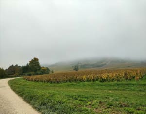 Madone, Givry - Le - 9