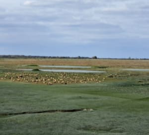 Sortie de l 'Autie depuis Saint-Valery-sur-Somme - THIERRY - 6