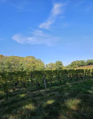 Entre les vignes : le Serapias en coeur - CENDRINE - 3