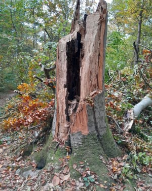 Randonnée en forêt de Carnelle - Rémi - 6