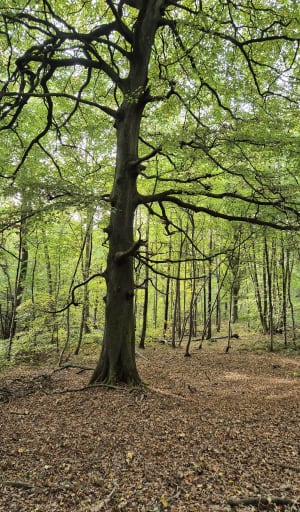 Balade dans les bois de la Loterie, autour de Villers-au-Bois - Louise - 2