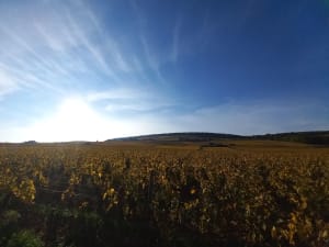 Dans les vignes de Corton - Cath - 3