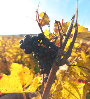 Dans les vignes de Corton - Cath - 4