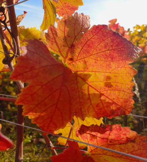 Dans les vignes de Corton - Cath - 2