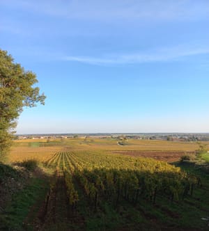 Dans les vignes de Corton - Cath - 5