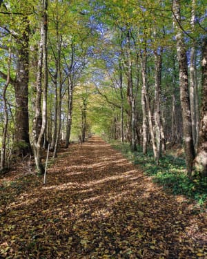 De grote lus van Saint-Dizier - Sylvie - 4