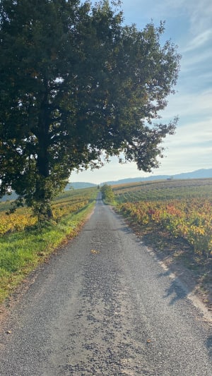 Petite rando autour d Odenas, 10km - Helene - 7