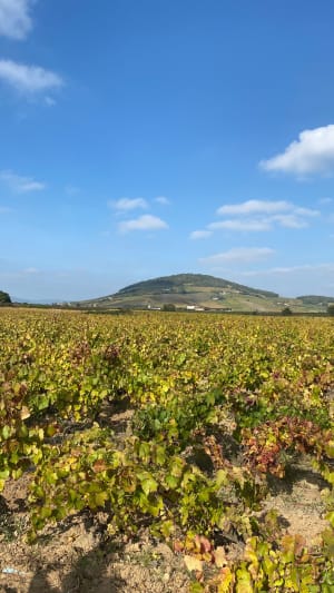 Petite rando autour d Odenas, 10km - Helene - 5