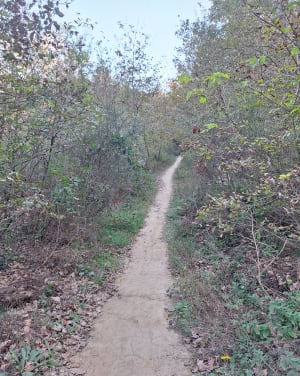 Forêt Eaunes - Laetitia - 2
