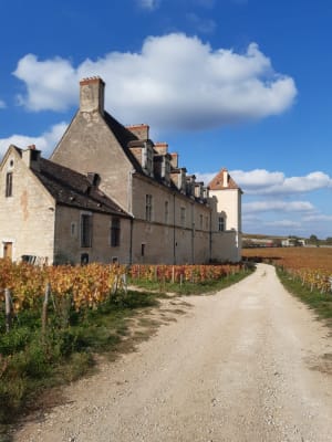 La côte dorée du Clos Vougeot à Morey-Saint-Denis - Rouard - 7