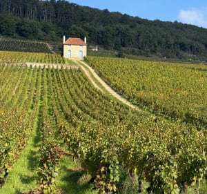 Sentier des crêtes entre Gevrey-Chambertin et Fixin - Lionel - 2