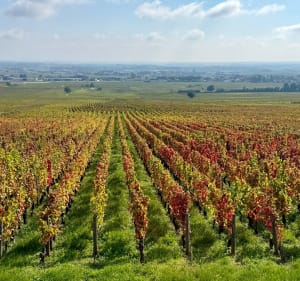 Sentier des crêtes entre Gevrey-Chambertin et Fixin - Lionel - 4