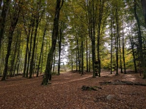 Randonnée forestière dans le Haut de Menaumont - Mathieu - 6