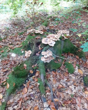 Balade en forêt à Saint-Gobain - Angélique - 6