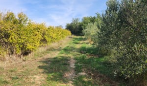 La Voie Romaine dans les coteaux de St Jean et de Banyuls - Mathieu  - 7