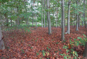 Forêt de Marchiennes et Battelerie - Stéphane - 7