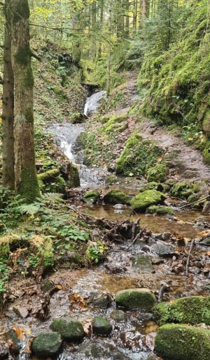 Echappée en forêt de Gérardmer et cascades mélodieuses - Stephane - 2