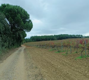 Balade autour de l'étang Saint Louis - CLAUDE - 6