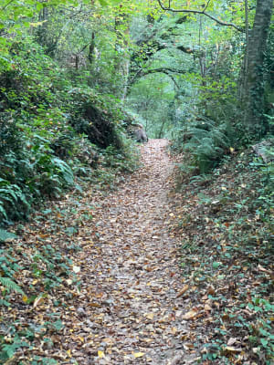 Boucle de la Parulle à Castres et sérénité dans les bois - Alan - 2
