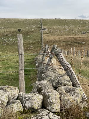 Malbouzon et l'Aubrac - Veronique - 3